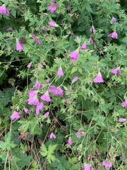 Geranium