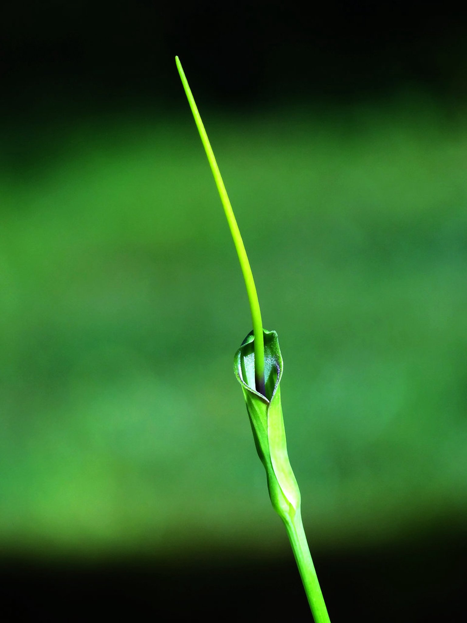 Pinellia