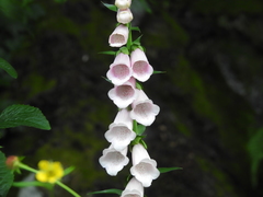 Digitalis purpurea