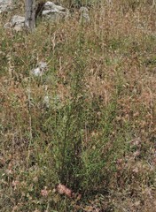 Scrophularia canina canina