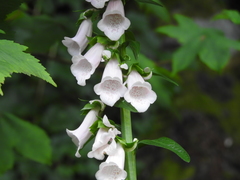 Digitalis purpurea
