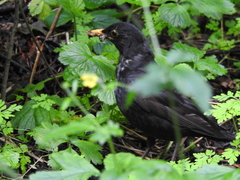 Turdus merula