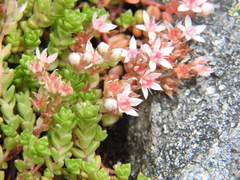Sedum anglicum