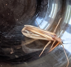 Limnephilus ornatus