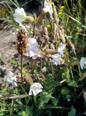 Silene uniflora
