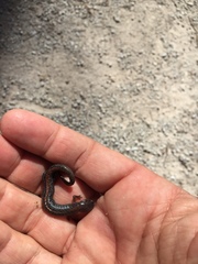 Plethodon angusticlavius