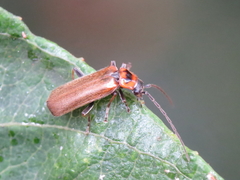 Rhagonycha gilvipennis