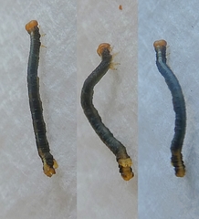 Lepidoptera