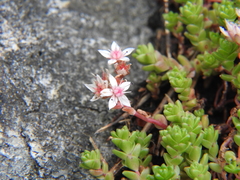 Sedum anglicum