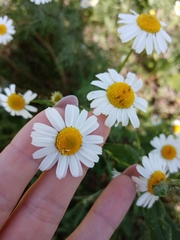 Tripleurospermum inodorum