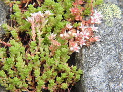 Sedum anglicum