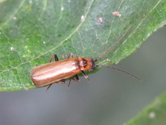 Rhagonycha gilvipennis