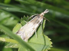 Crambus pratella