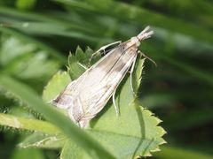 Crambus pratella