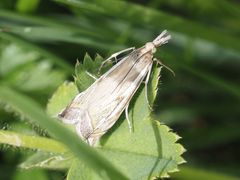 Crambus pratella