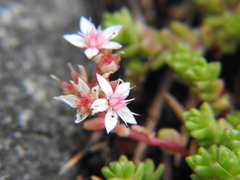Sedum anglicum