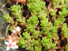 Sedum anglicum