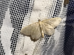 Philereme vetulata