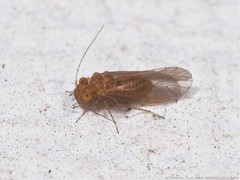 Lachesillidae