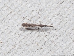 Empicoris rubromaculatus