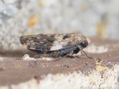 Menosoma cinctum