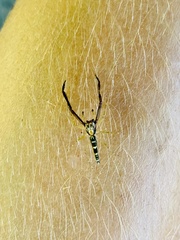 Itata