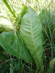 Taraxacum officinale