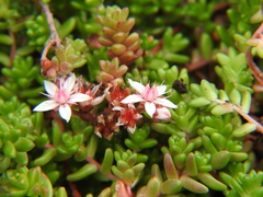 Sedum anglicum