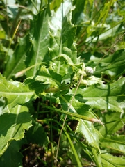 Cirsium arvense
