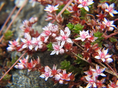 Sedum anglicum