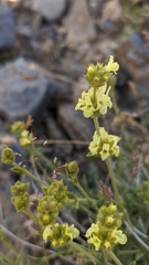 Sideritis glacialis