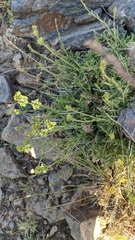 Sideritis glacialis