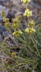 Sideritis glacialis