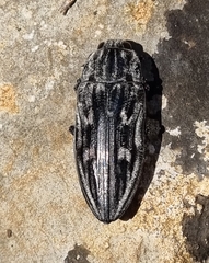 Chalcophora intermedia