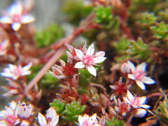 Sedum anglicum