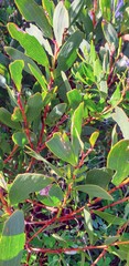 Acacia longifolia sophorae