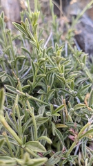 Sideritis glacialis