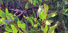 Acacia longifolia sophorae