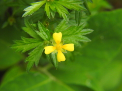 Potentilla erecta