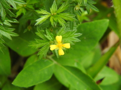 Potentilla erecta