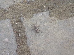 Acanthocinus griseus