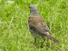 Turdus pilaris