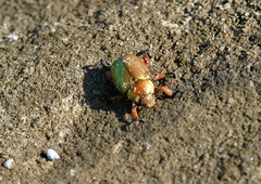 Anoplognathus viridiaeneus