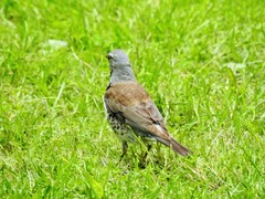 Turdus pilaris