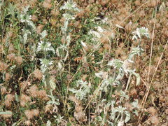 Marrubium incanum