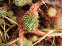 Petrosedum forsterianum