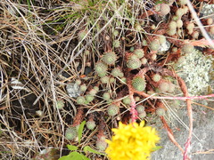 Petrosedum forsterianum