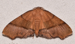 Plagodis phlogosaria