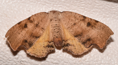 Plagodis fervidaria
