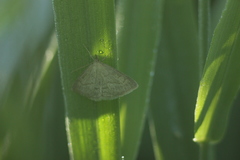 Psammotis pulveralis